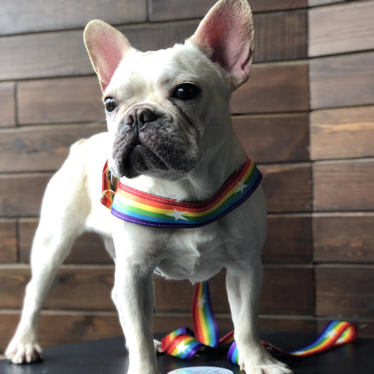 Cool Rainbow Dog Leash with Harness for Various Breeds