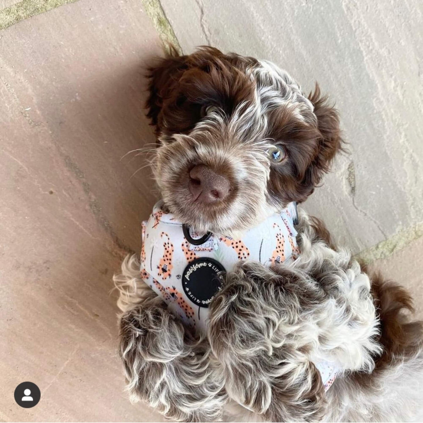 Be Wild Dog Harness