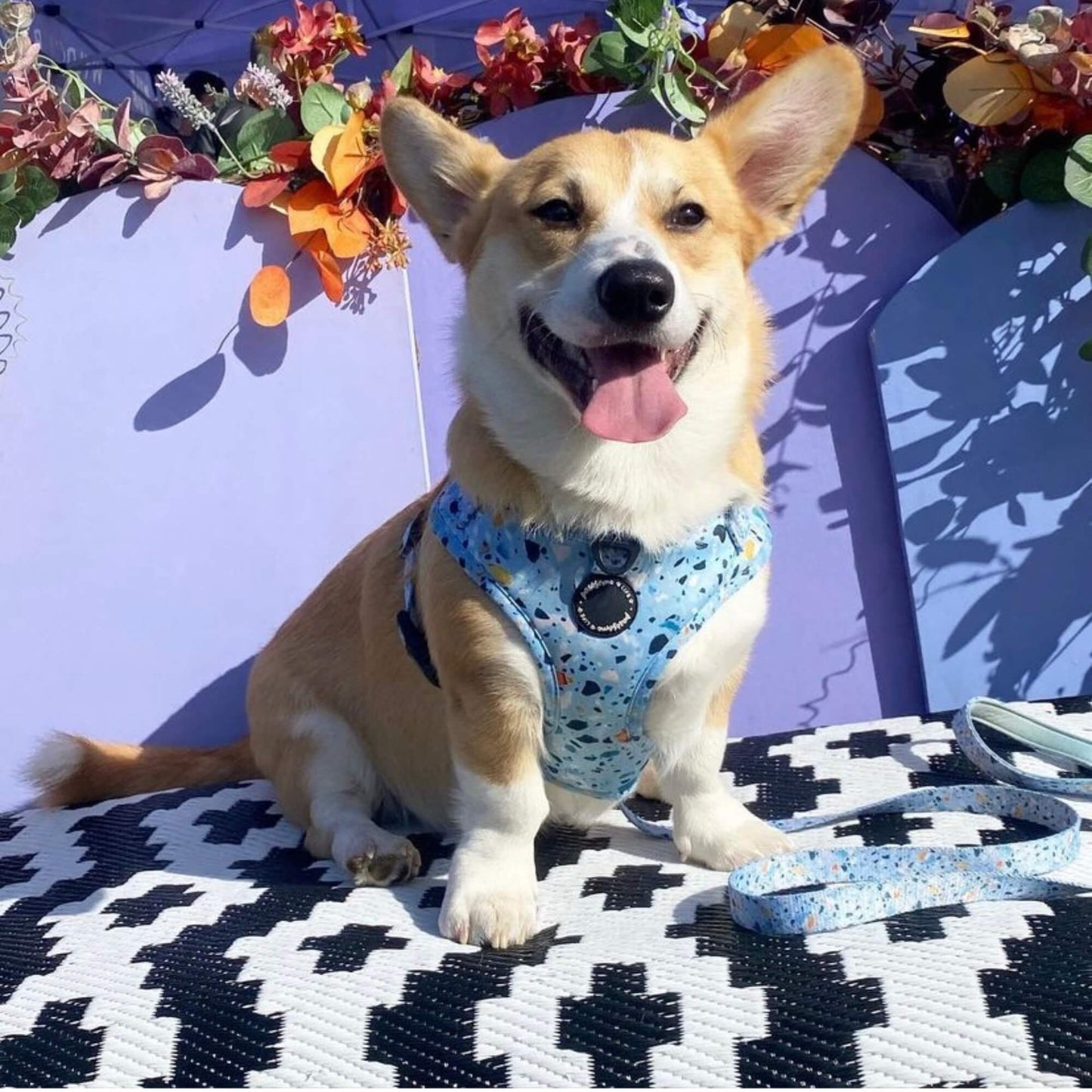 Terrazzo Dog Harness