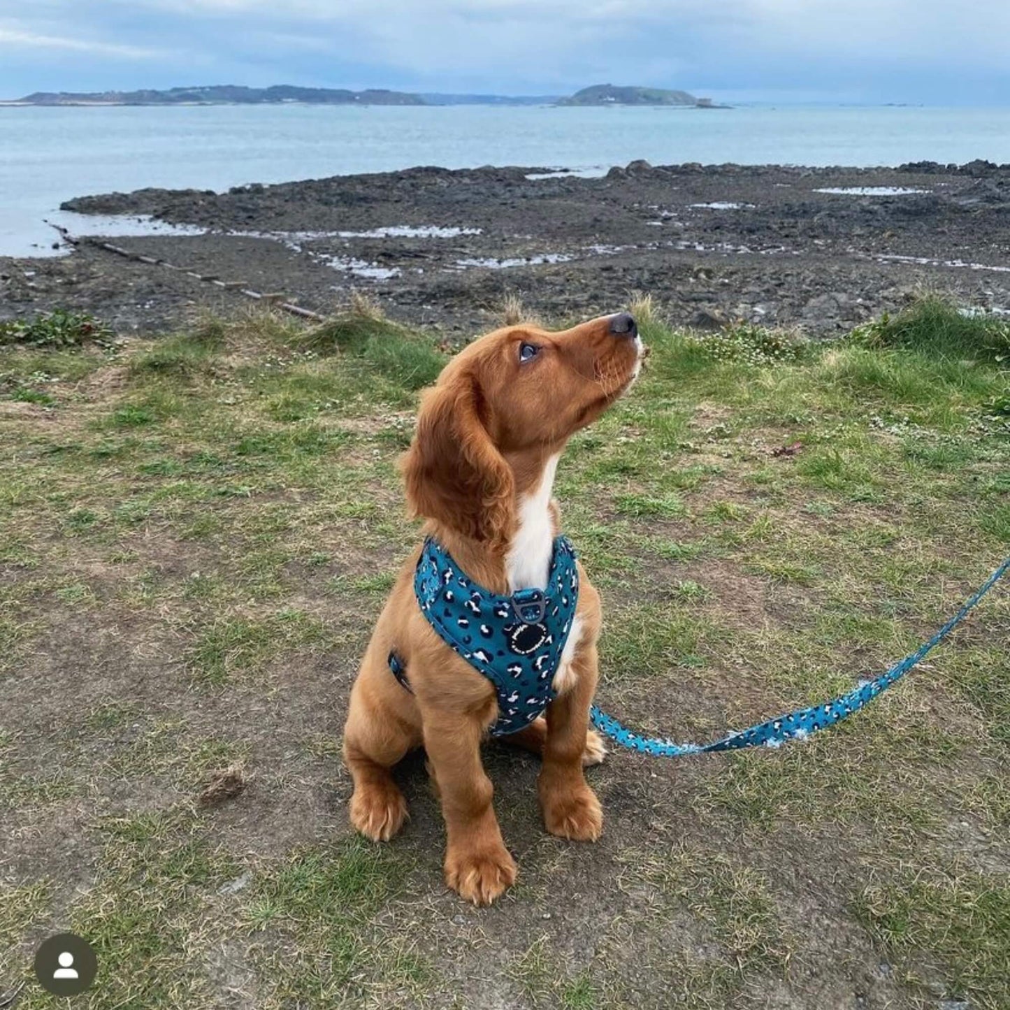 Green Leopard Dog Lead