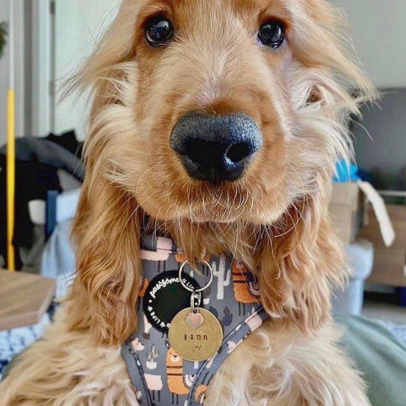 No Prob-Llama Dog Lead