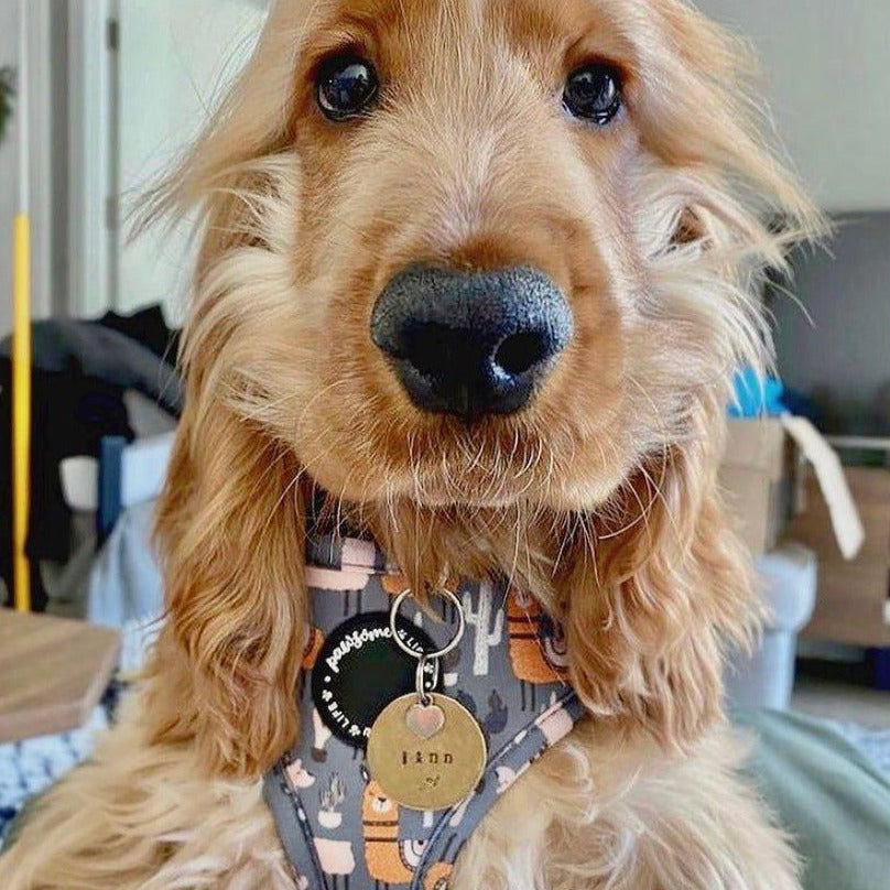 No Prob-Llama Dog Collar