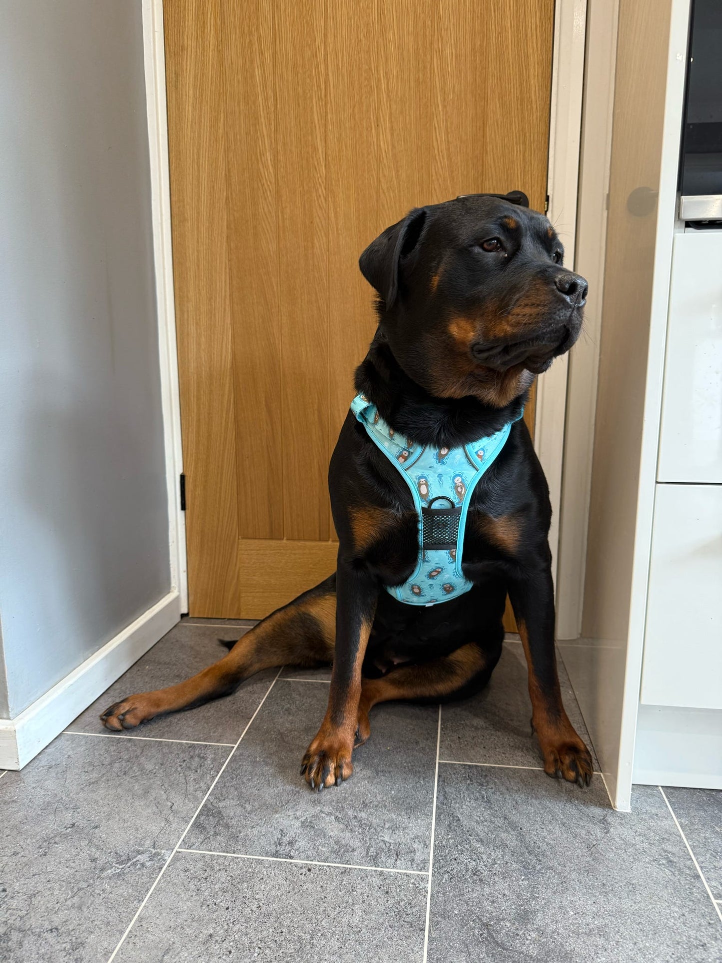 Otterly Lovely Tactical Dog Harness – No Pull & Fully Adjustable