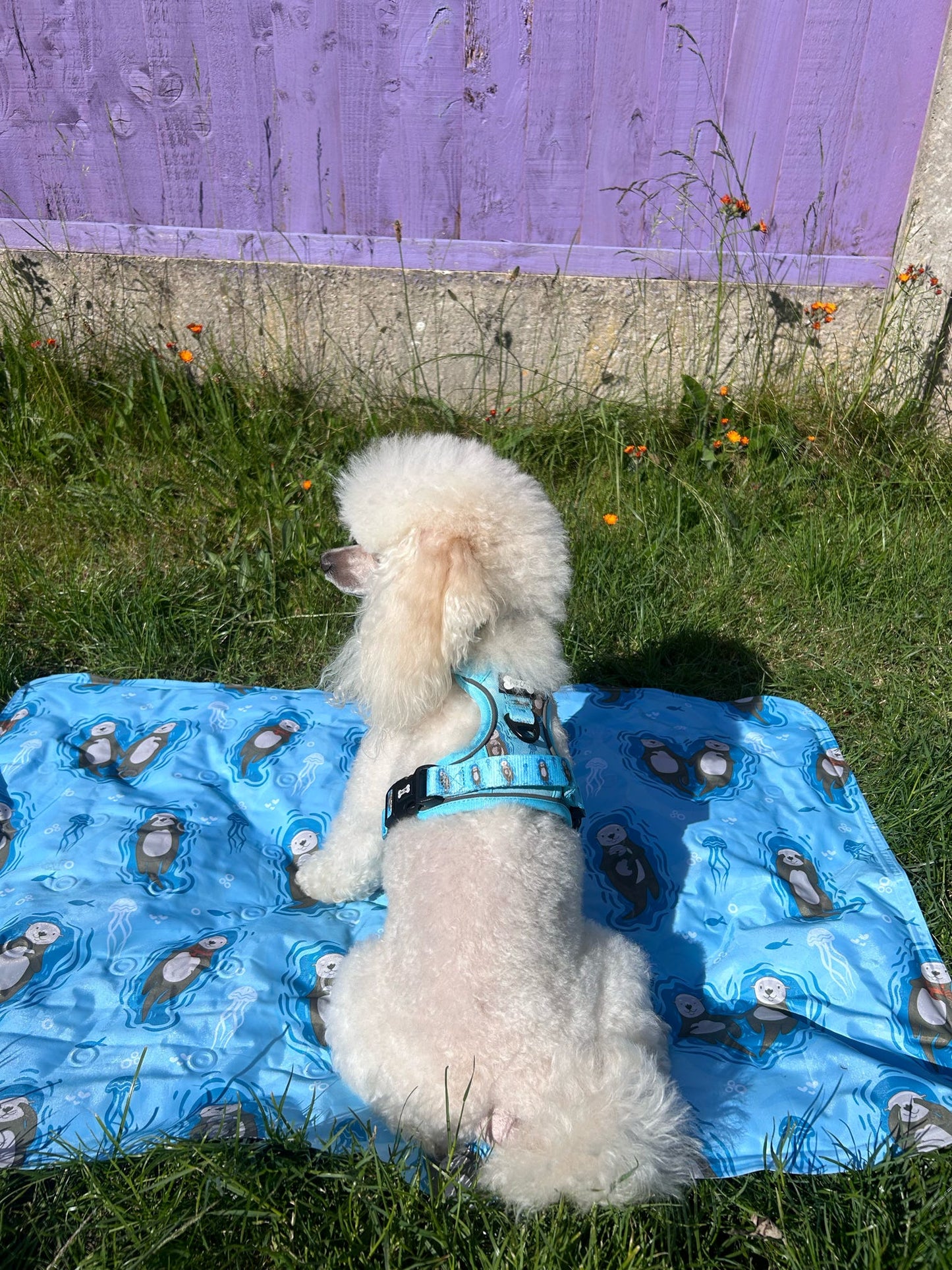 Otterly Lovely Tactical Dog Harness – No Pull & Fully Adjustable