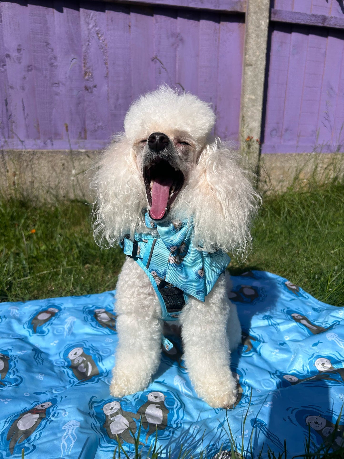 Otterly Lovely Tactical Dog Harness – No Pull & Fully Adjustable
