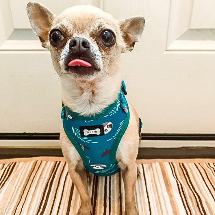 Lazy Sloth Puppy Harness β XXS Size for Tiny Breeds π¦₯π