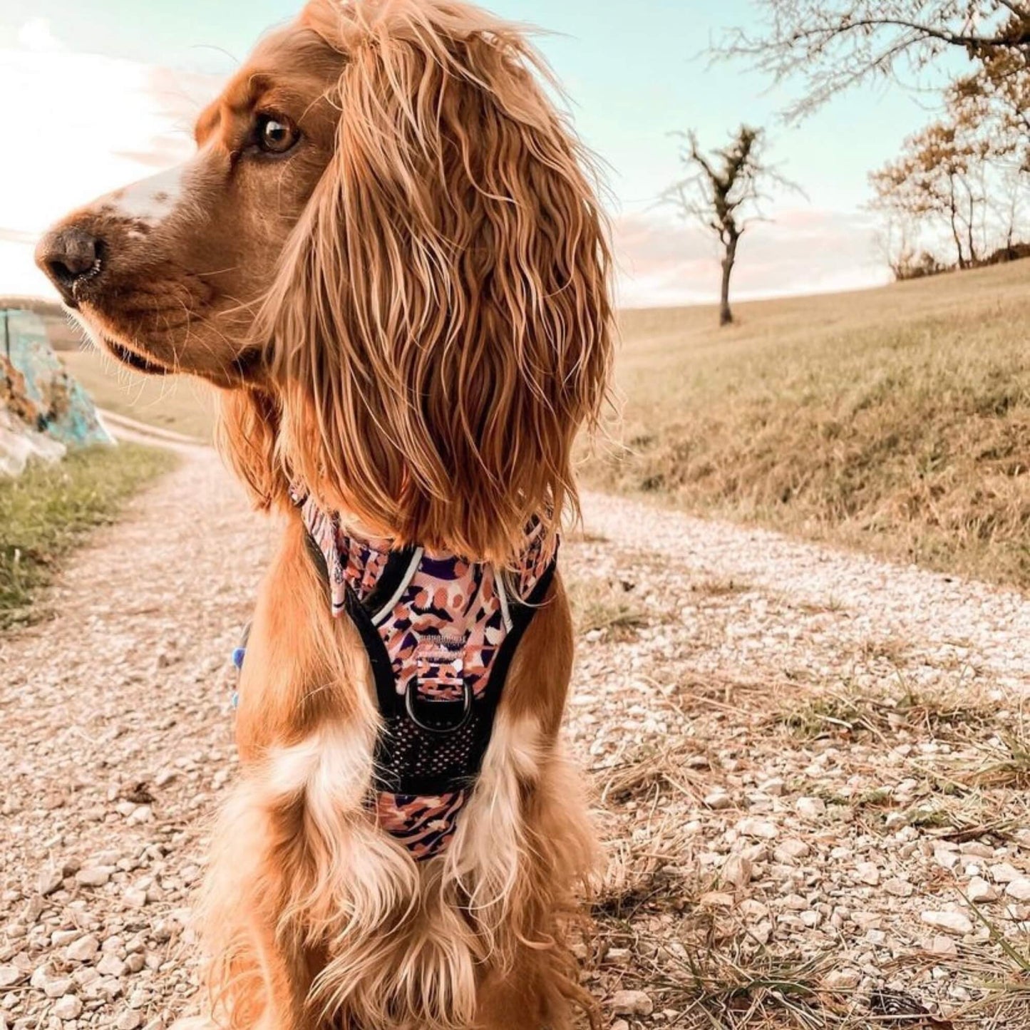 Orange Leopard Dog Lead