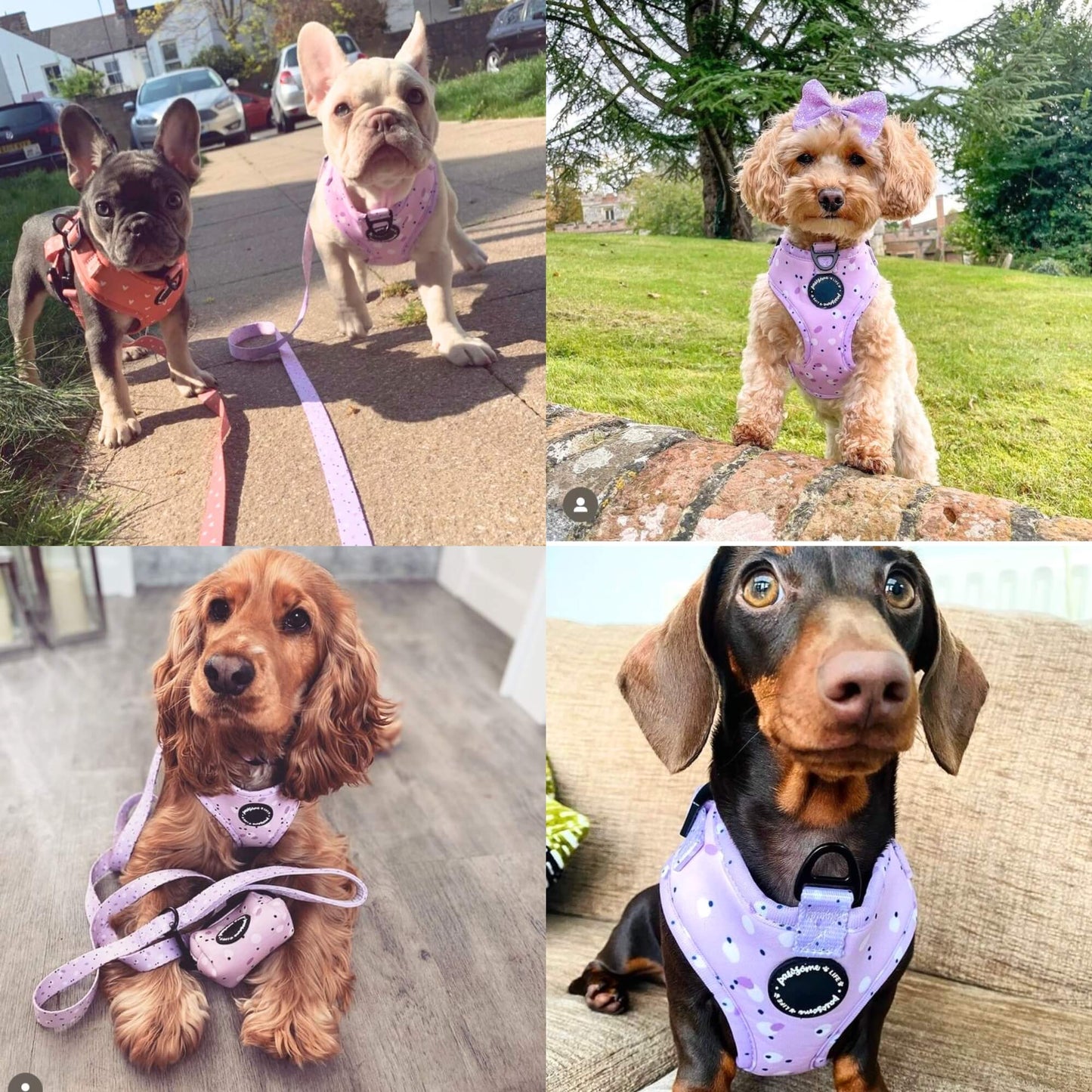 Lilac Love Dog Lead