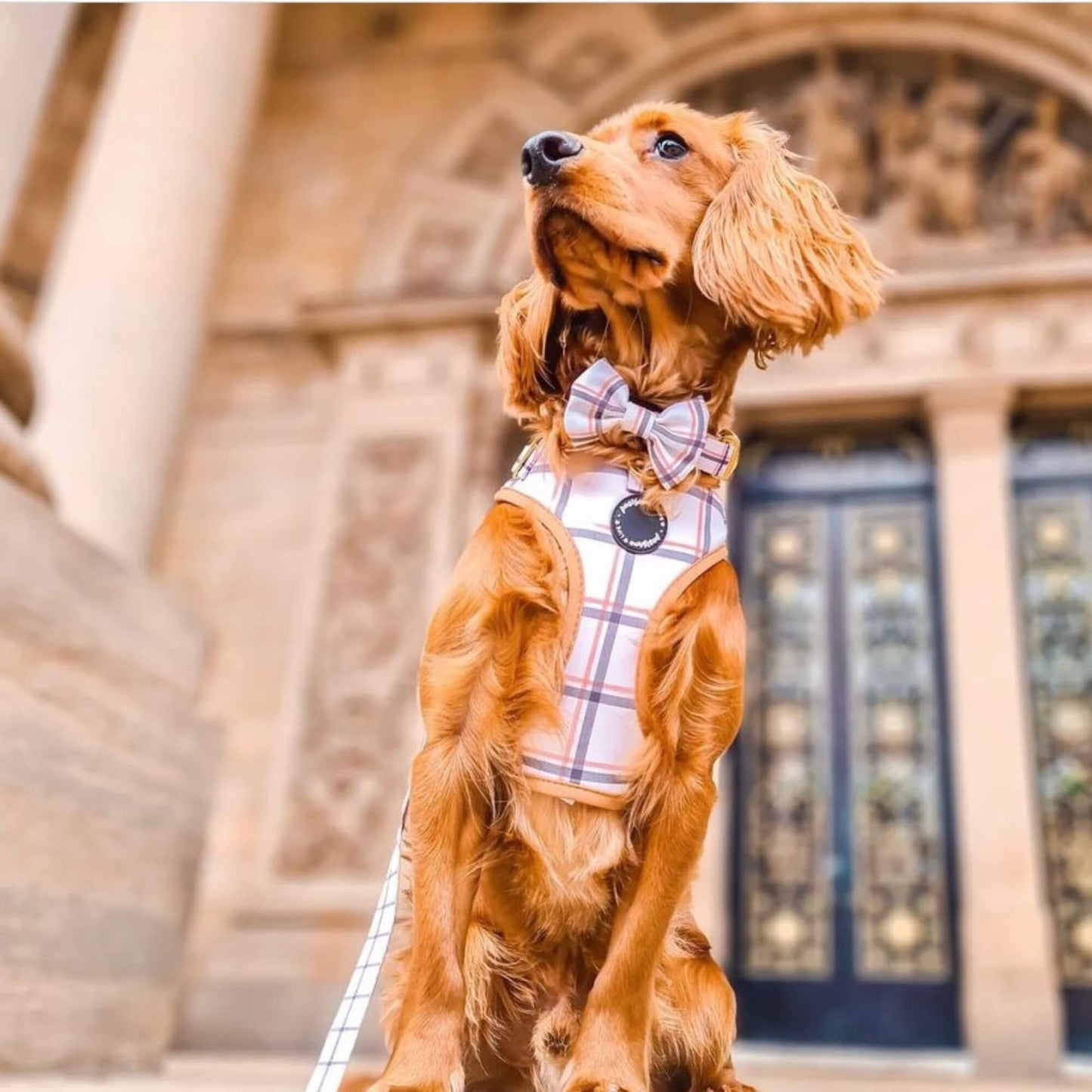 Back to Basics Dog Harness