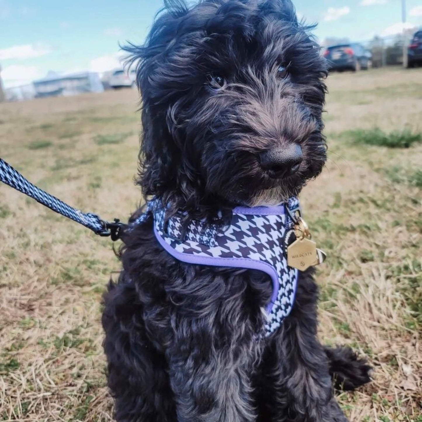 Chic Houndstooth Dog Collar