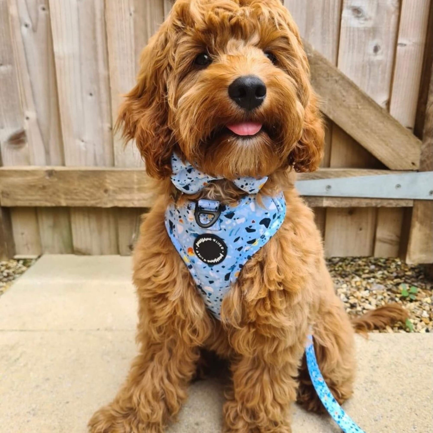 Terrazzo Dog Collar