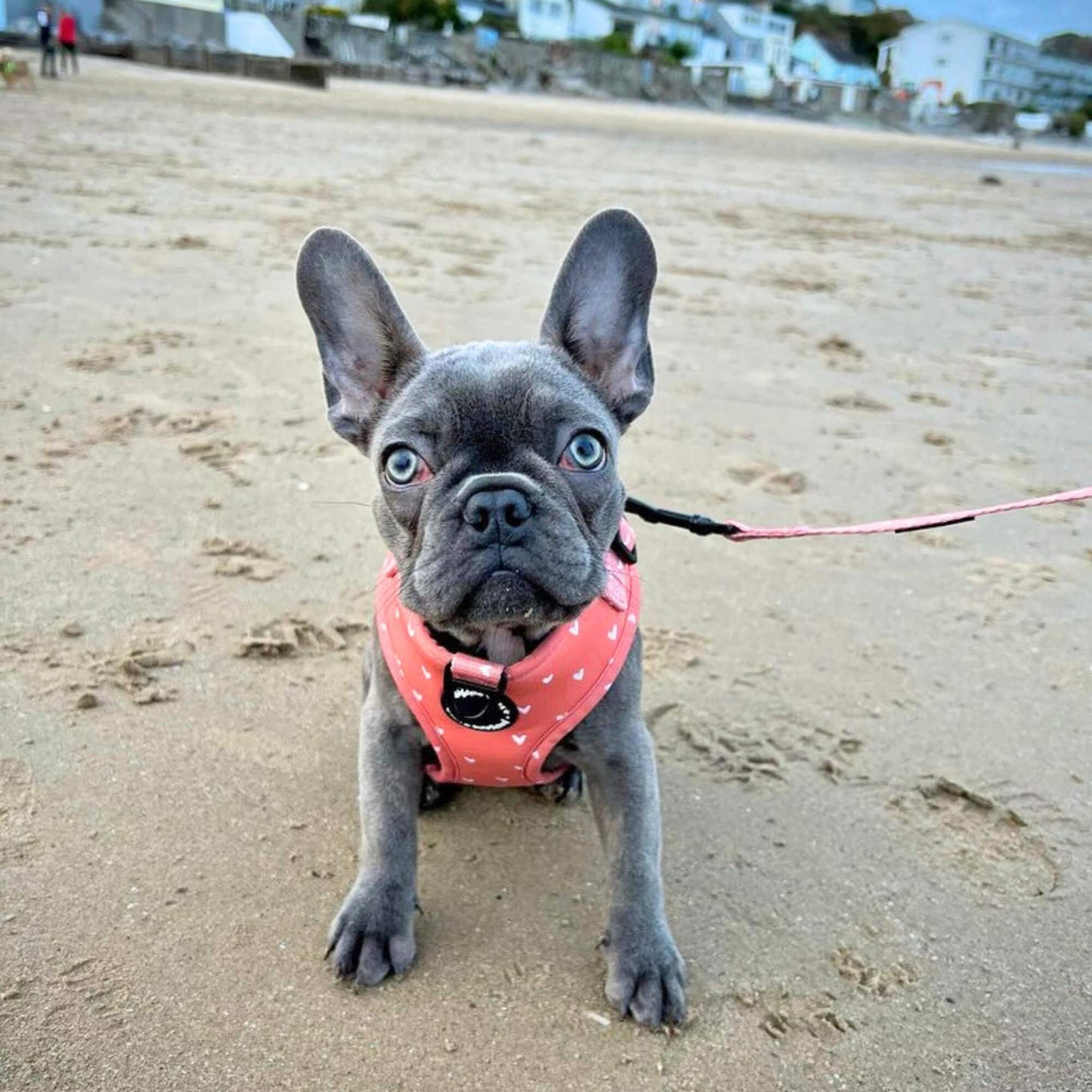 Cinnamon Hearts Dog Lead