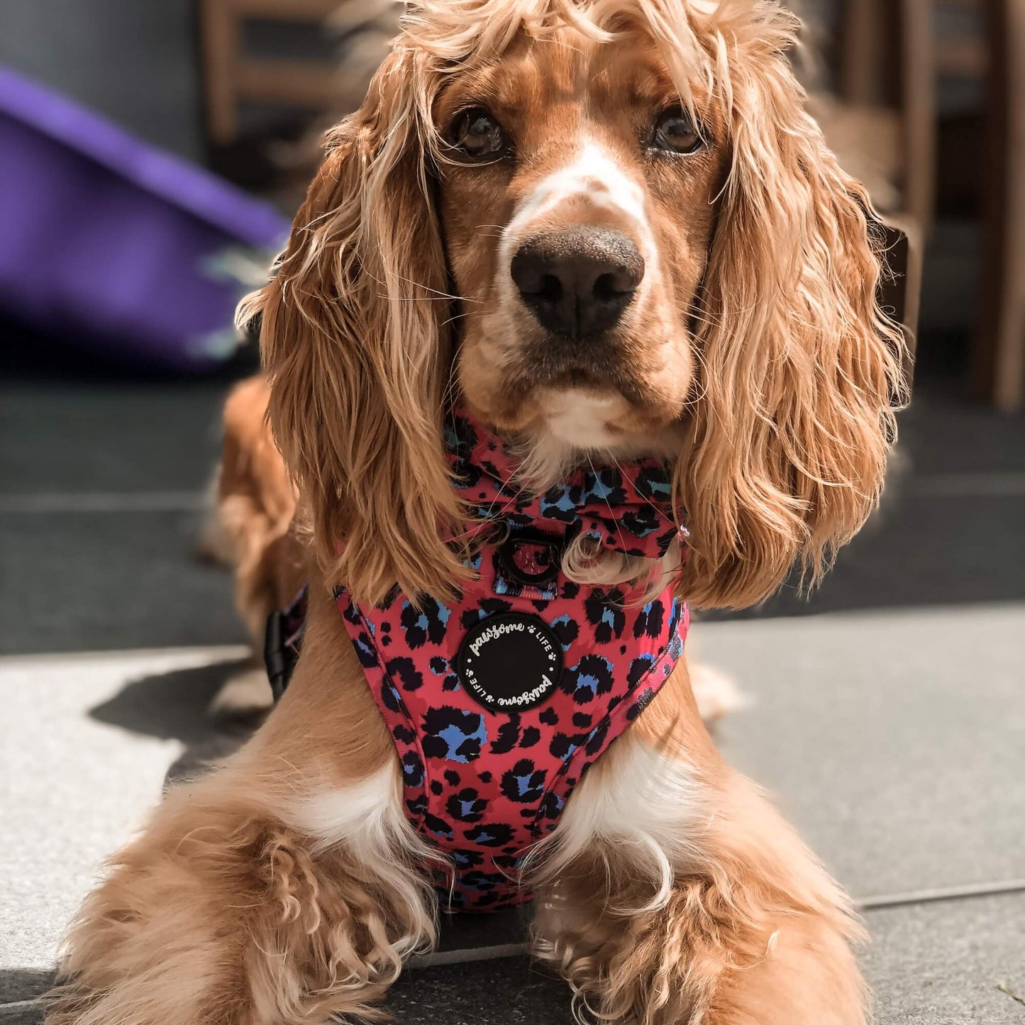 Sassy Leopard Dog Lead