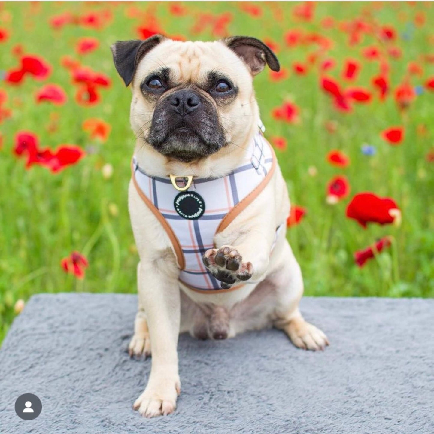 Back to Basics Dog Collar