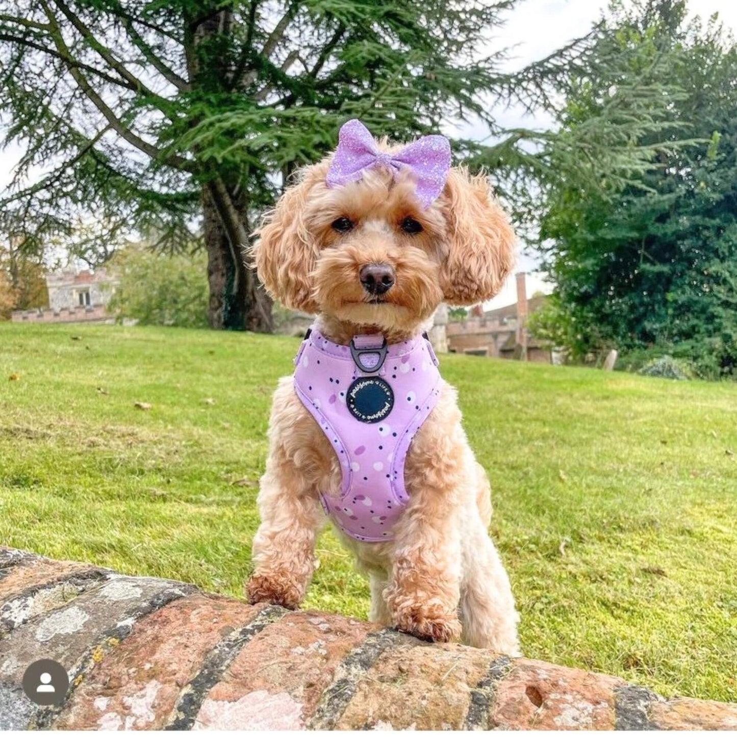 Lilac Love Dog Lead