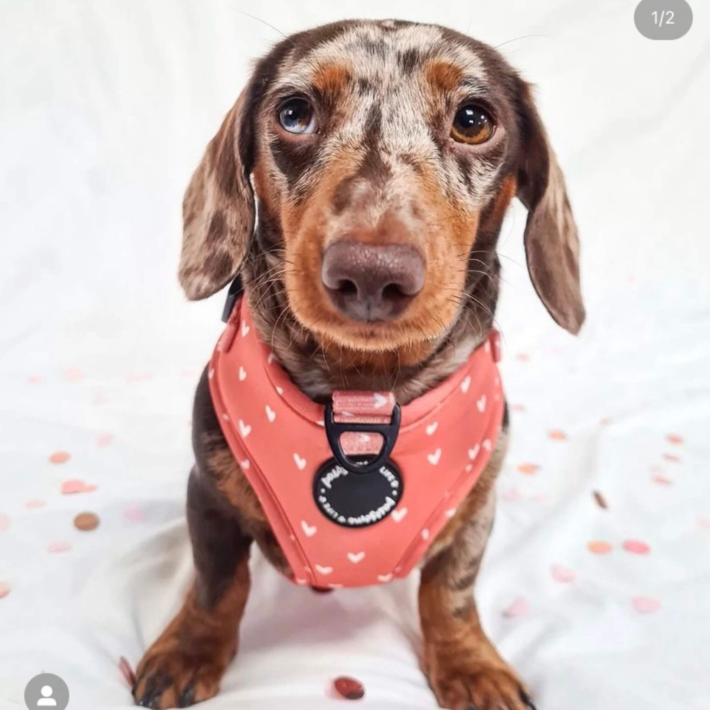 Cinnamon Hearts Dog Harness