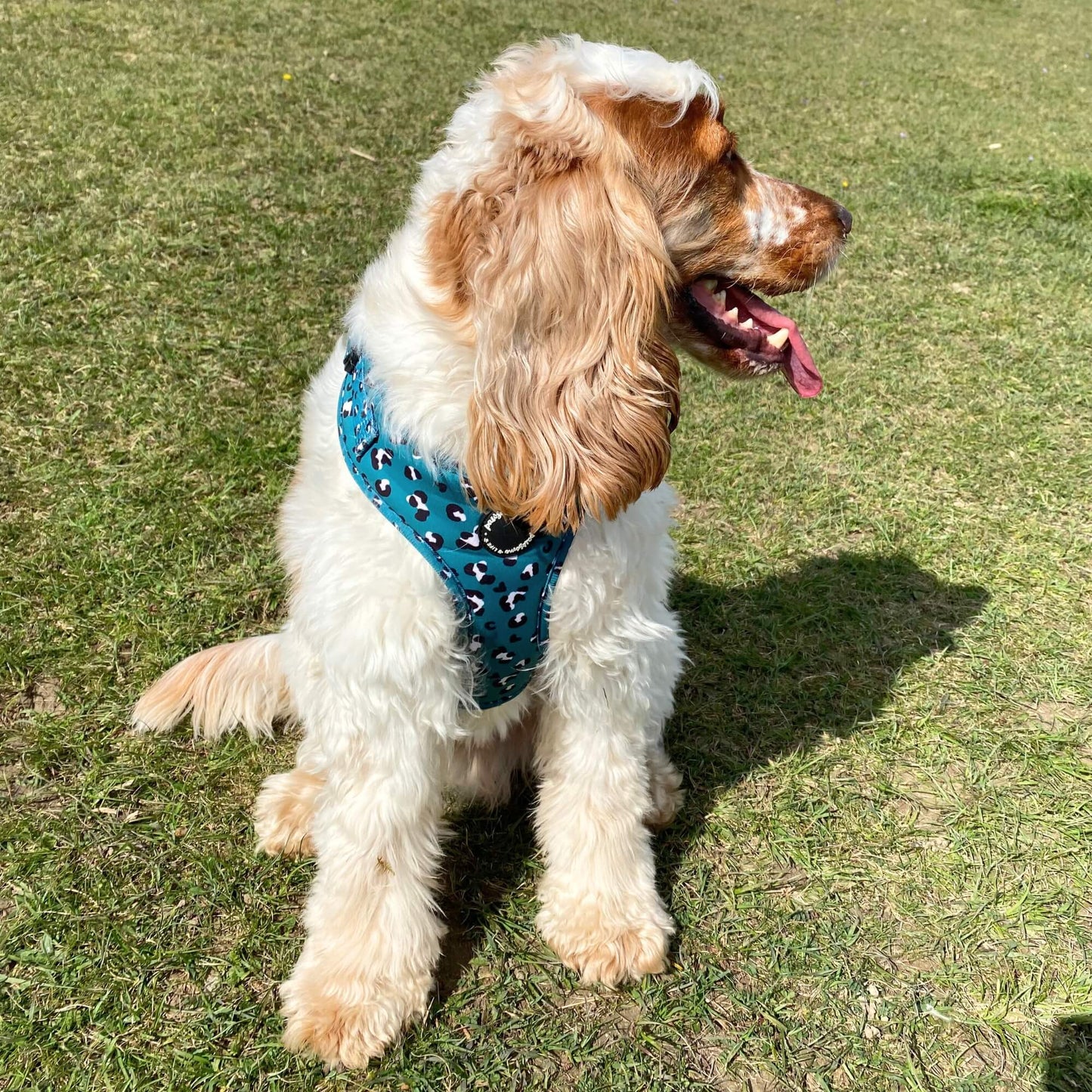 Green Leopard Dog Lead