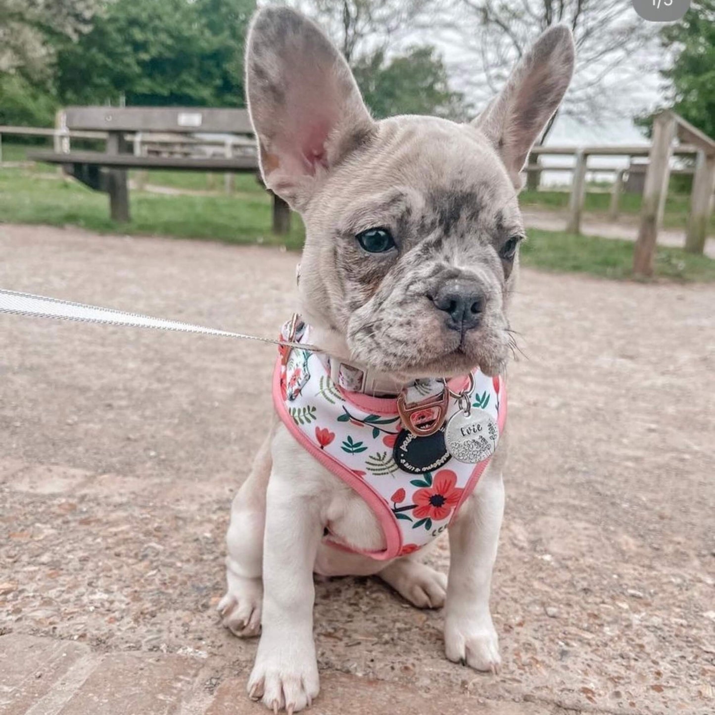Wild Flowers Dog Lead