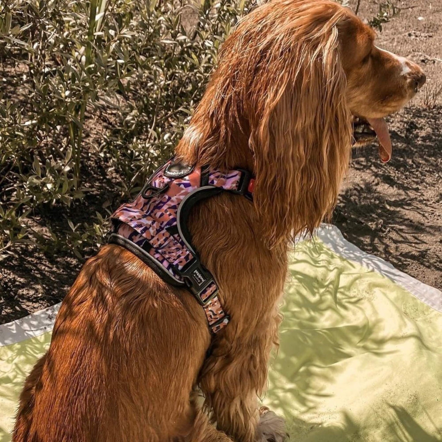 Orange Leopard Dog Lead