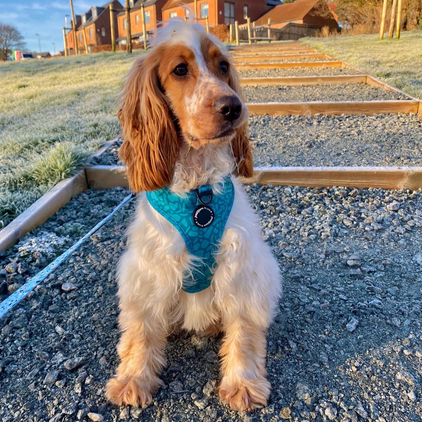 Dark Teal Dog Lead