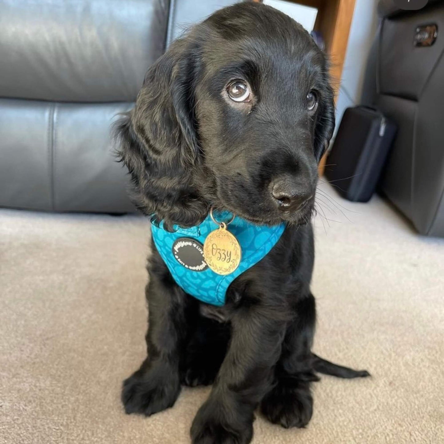 Dark Teal Dog Harness