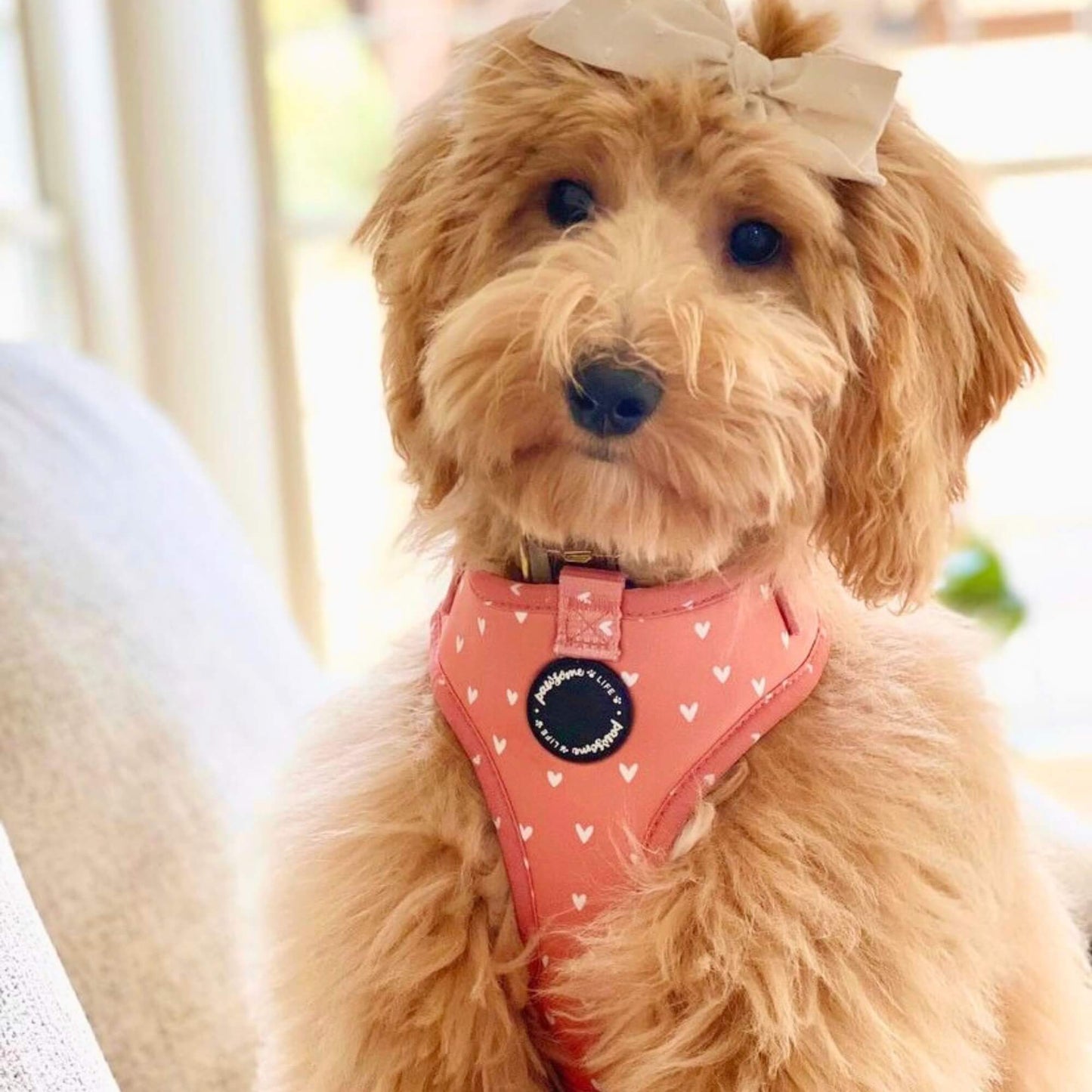 Cinnamon Hearts Dog Harness