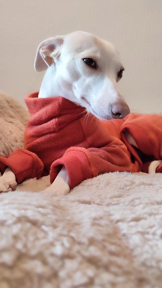 Fleece Lined Sweatshirt Suit - Stone & Rust