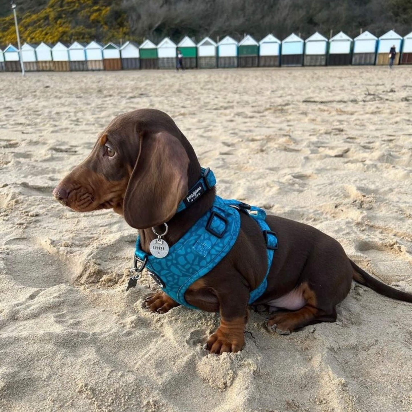 Dark Teal Dog Lead
