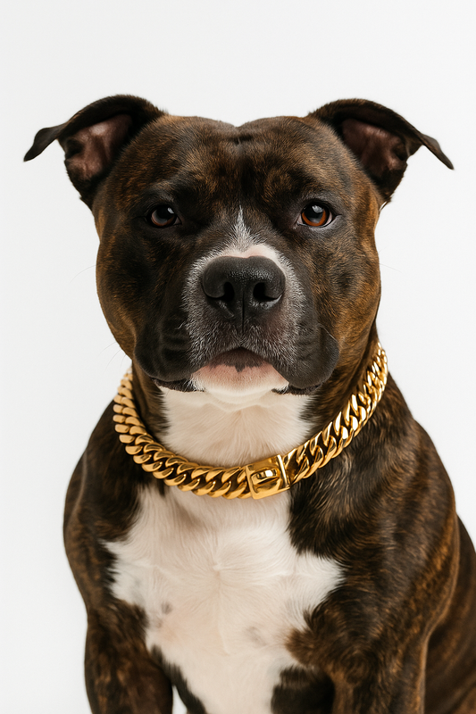 Gold Stainless Steel Dog Collar and Leash Set 17mm