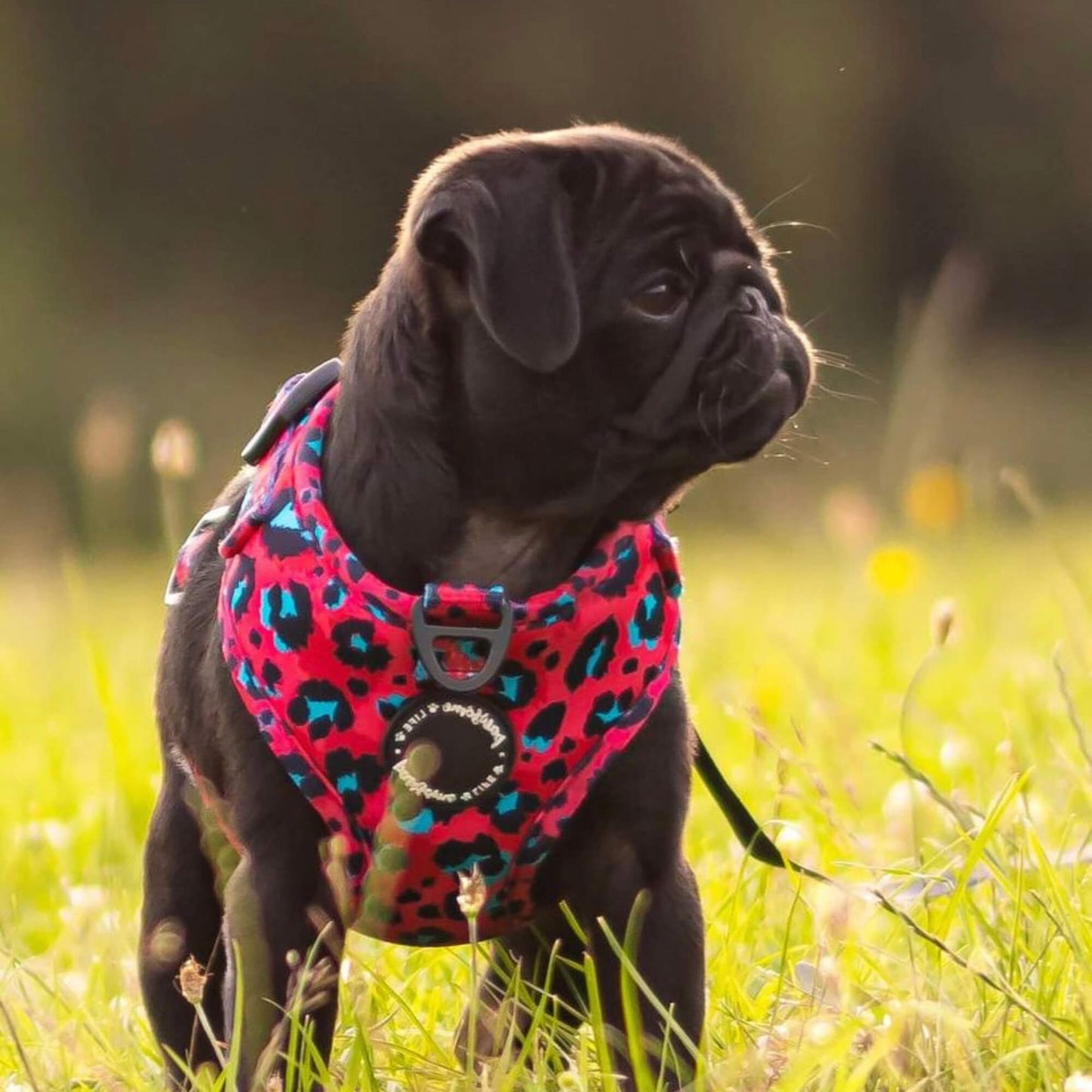 Sassy Leopard Dog Lead