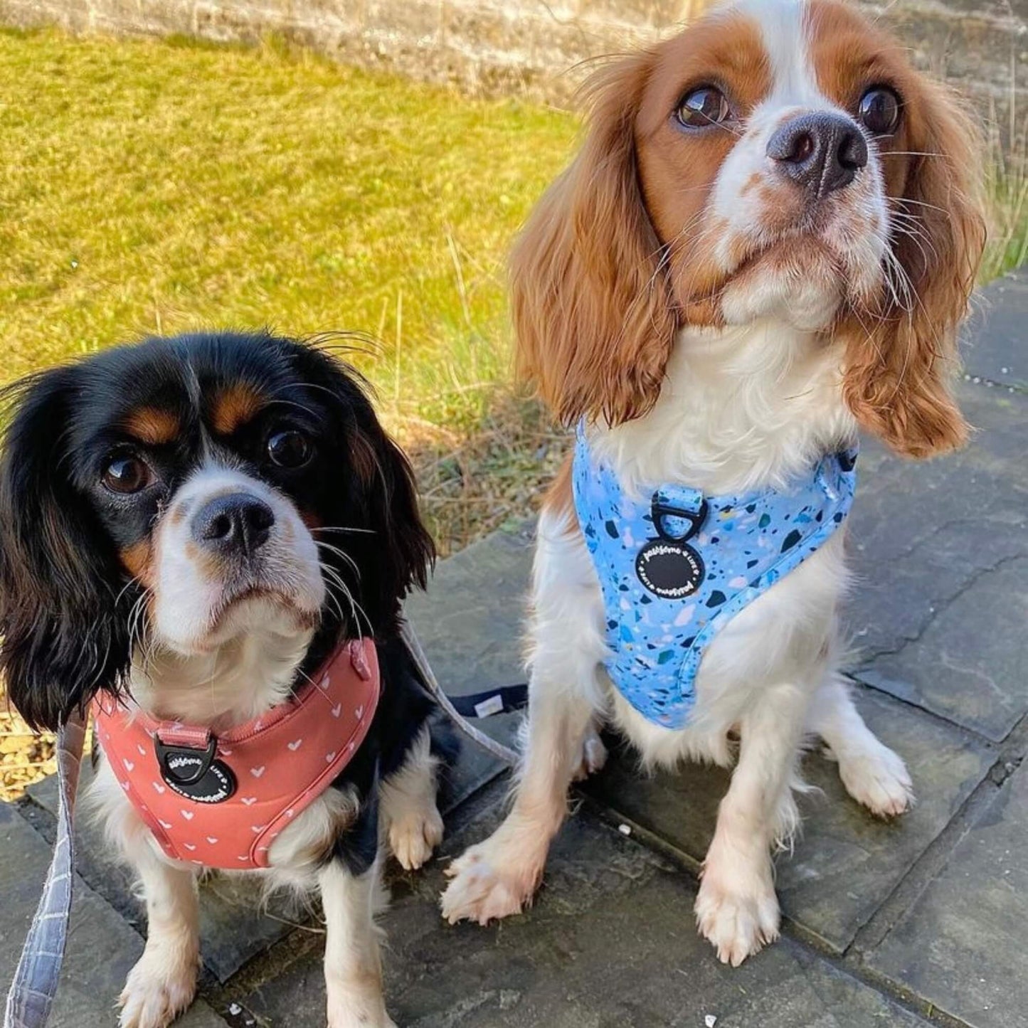 Terrazzo Dog Harness