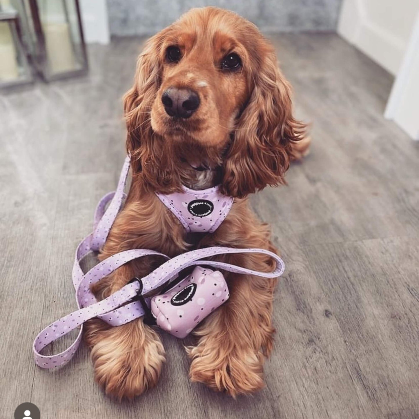 Lilac Love Dog Lead