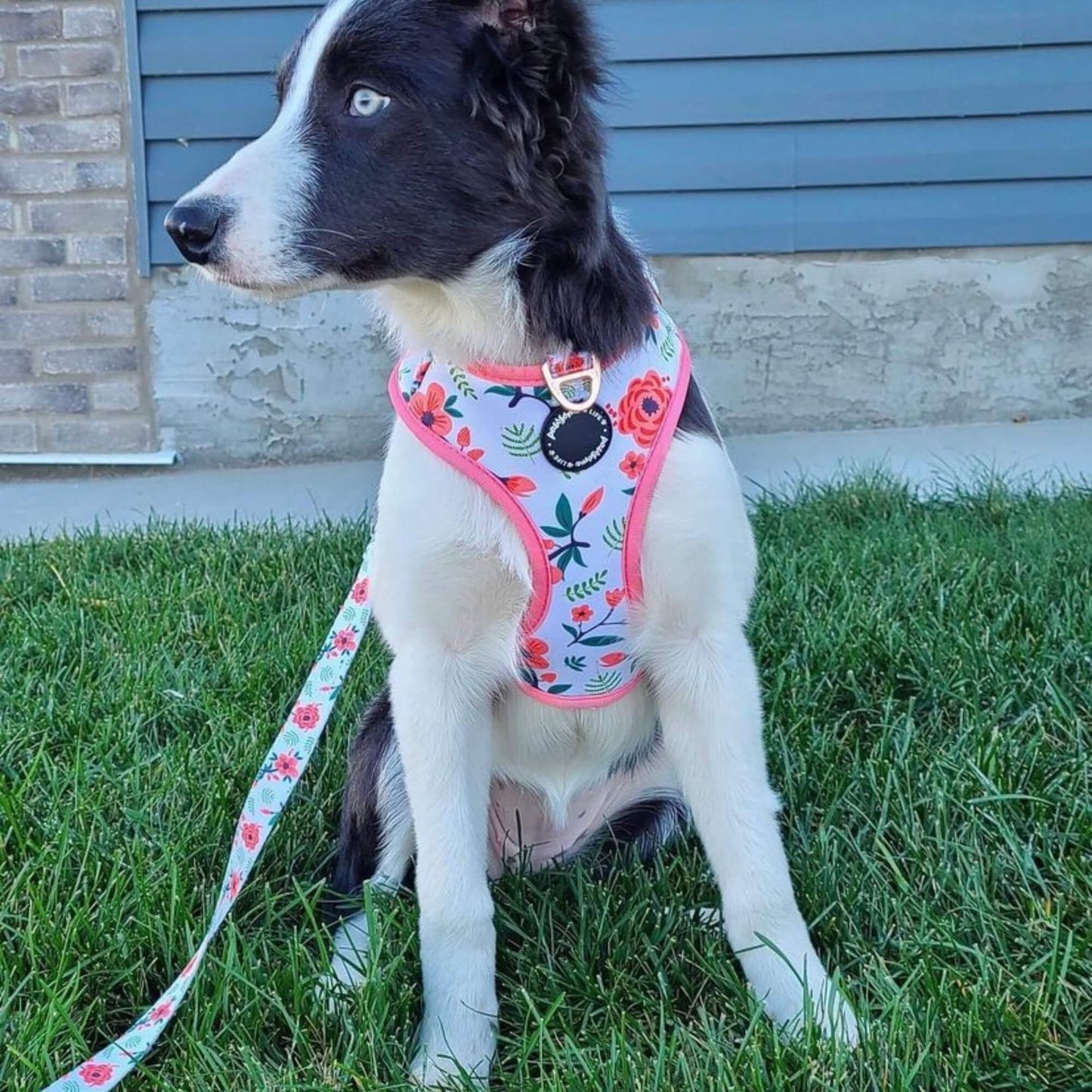 Wild Flowers Dog Lead