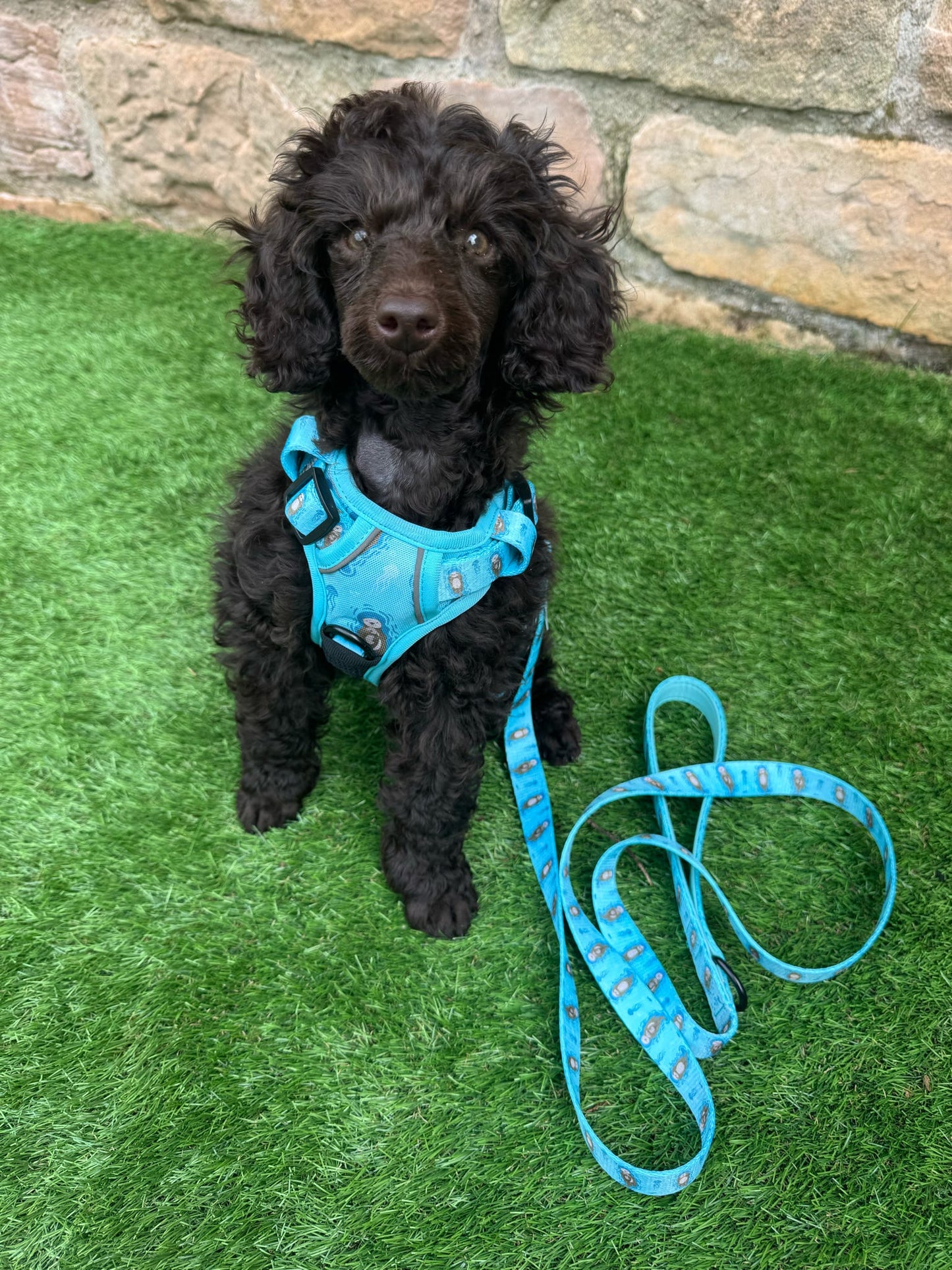 Otterly Lovely 5ft dog lead 🦦💙