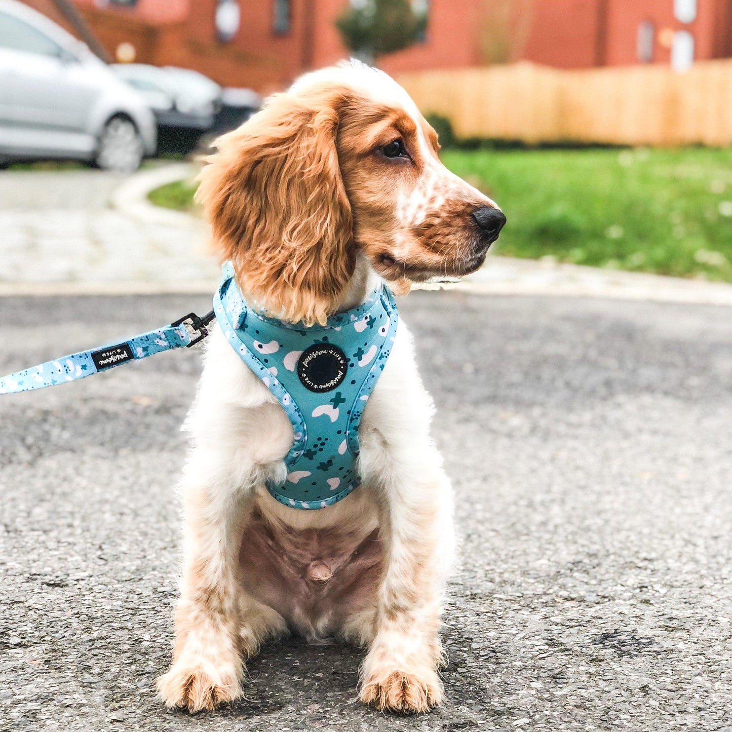 Teal Deal Dog Lead