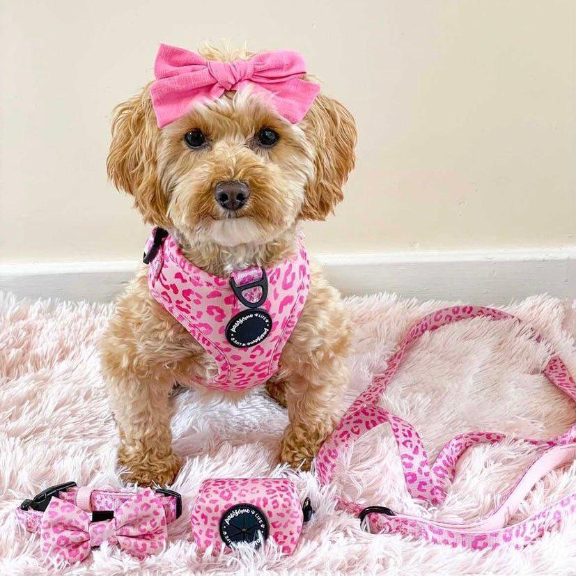 Ombre Leopard Dog Harness
