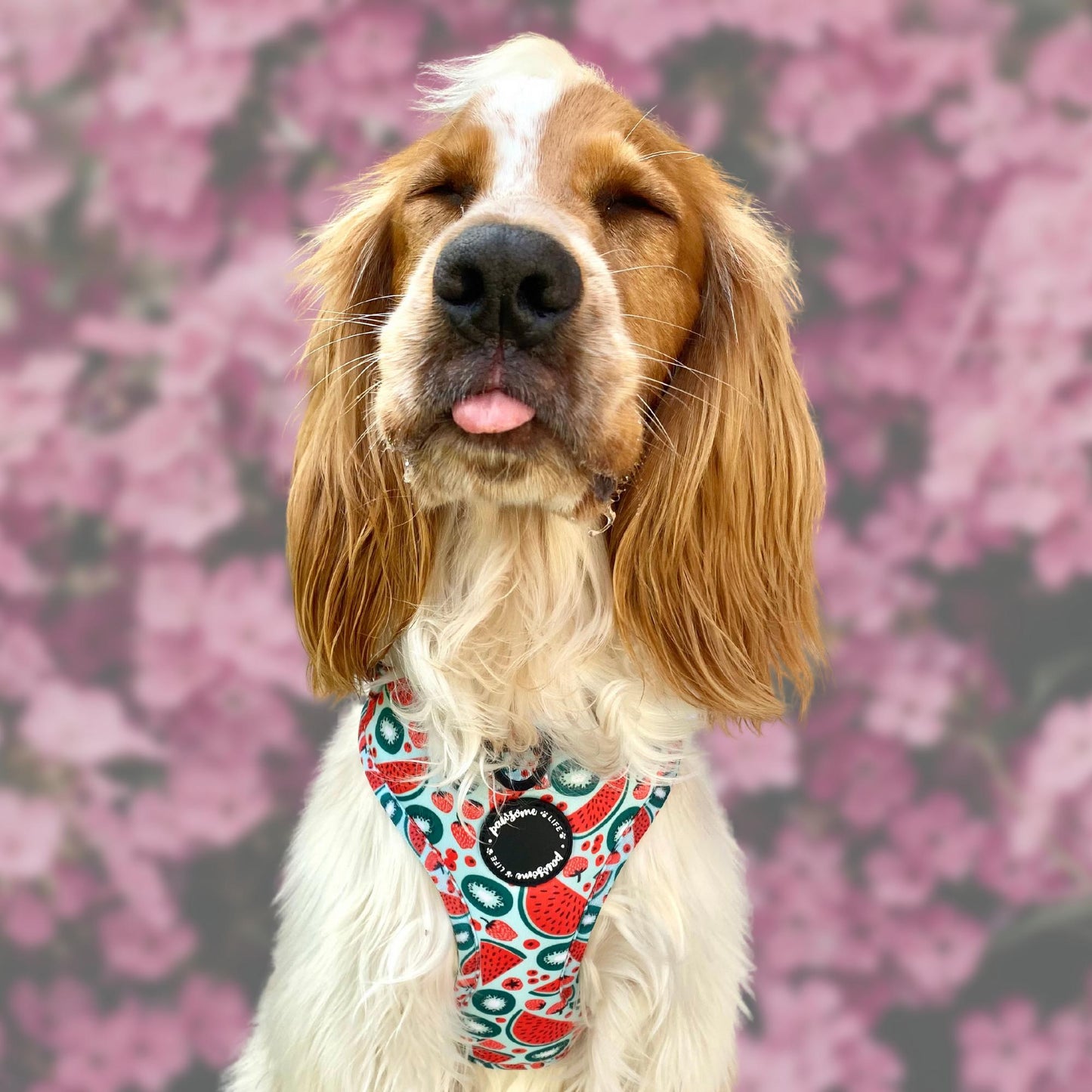 Bite Me! Dog Collar