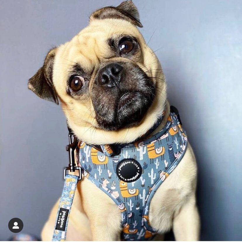 No Prob-Llama Dog Lead