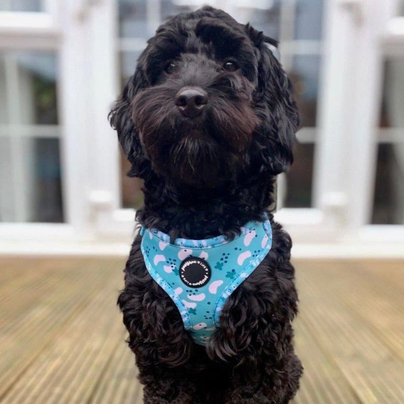 Teal Deal Dog Lead