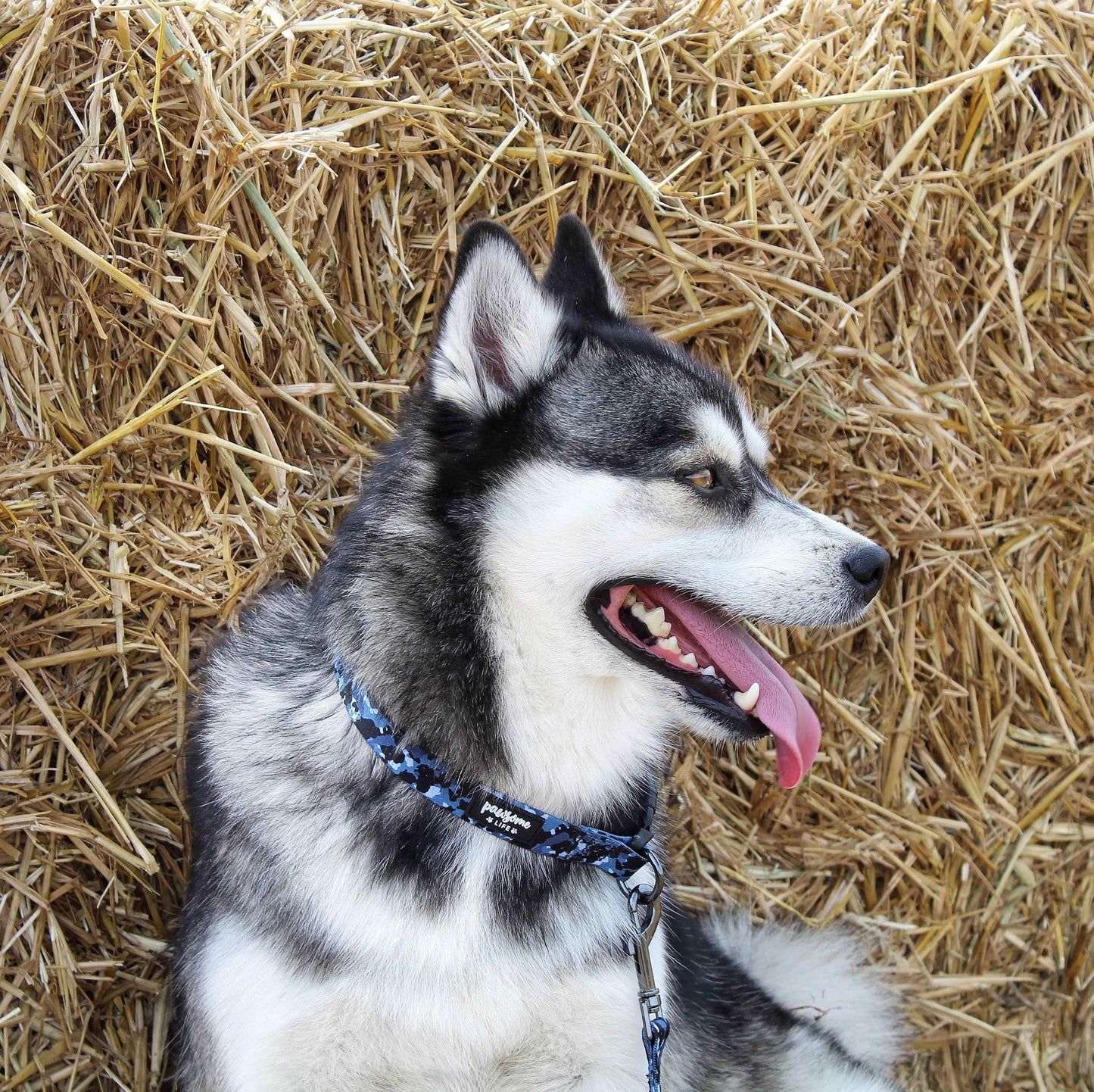 Blue Camo Dog Collar