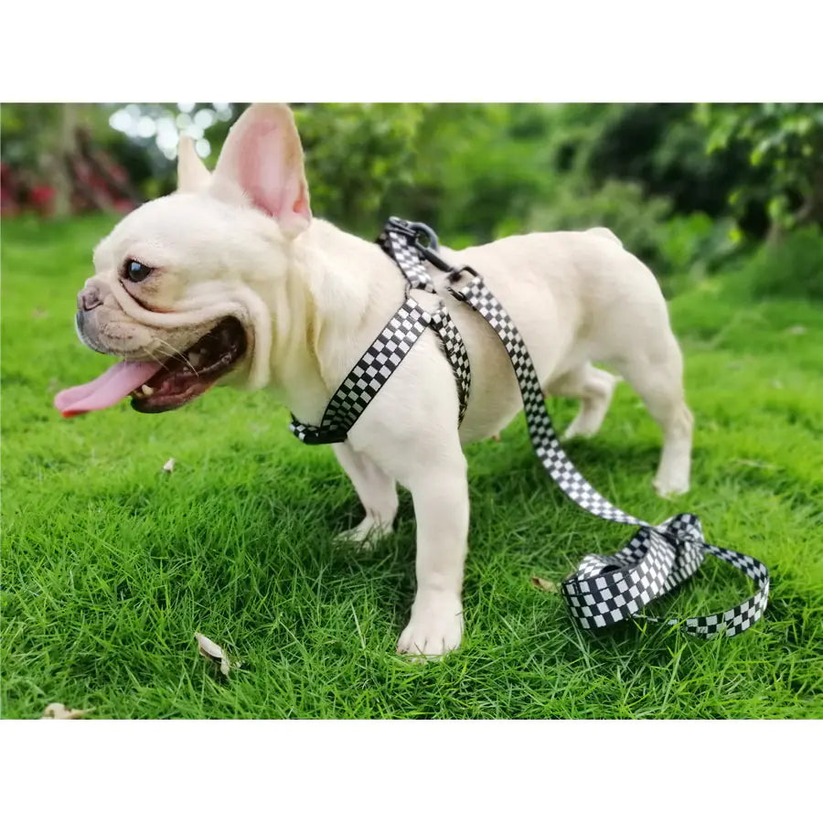 Pet Dog Harness with Checkered Design and Leash