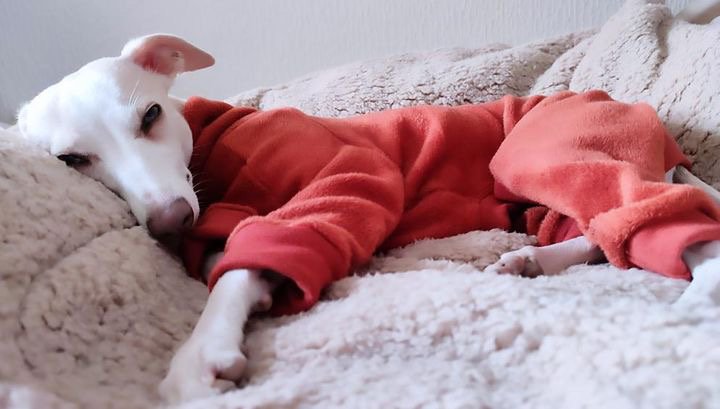 Fleece Lined Sweatshirt Suit - Stone & Rust