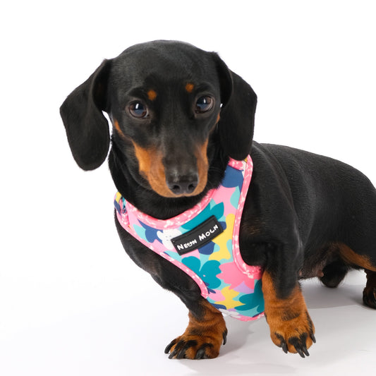 The Luna Mesh Harness