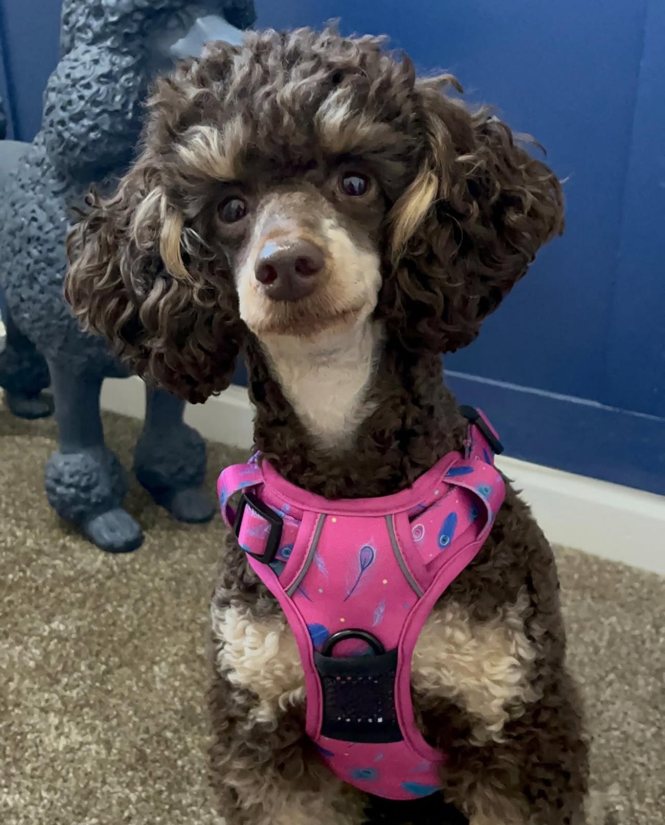 Peacock Power No Pull Tactical Dog Harness – Pink Peacock Feather Print, Adjustable, Step-In (Small-XL)