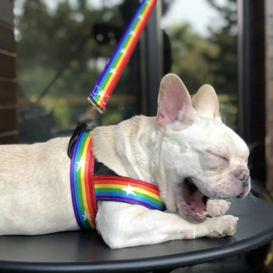 Cool Rainbow Dog Leash with Harness for Various Breeds