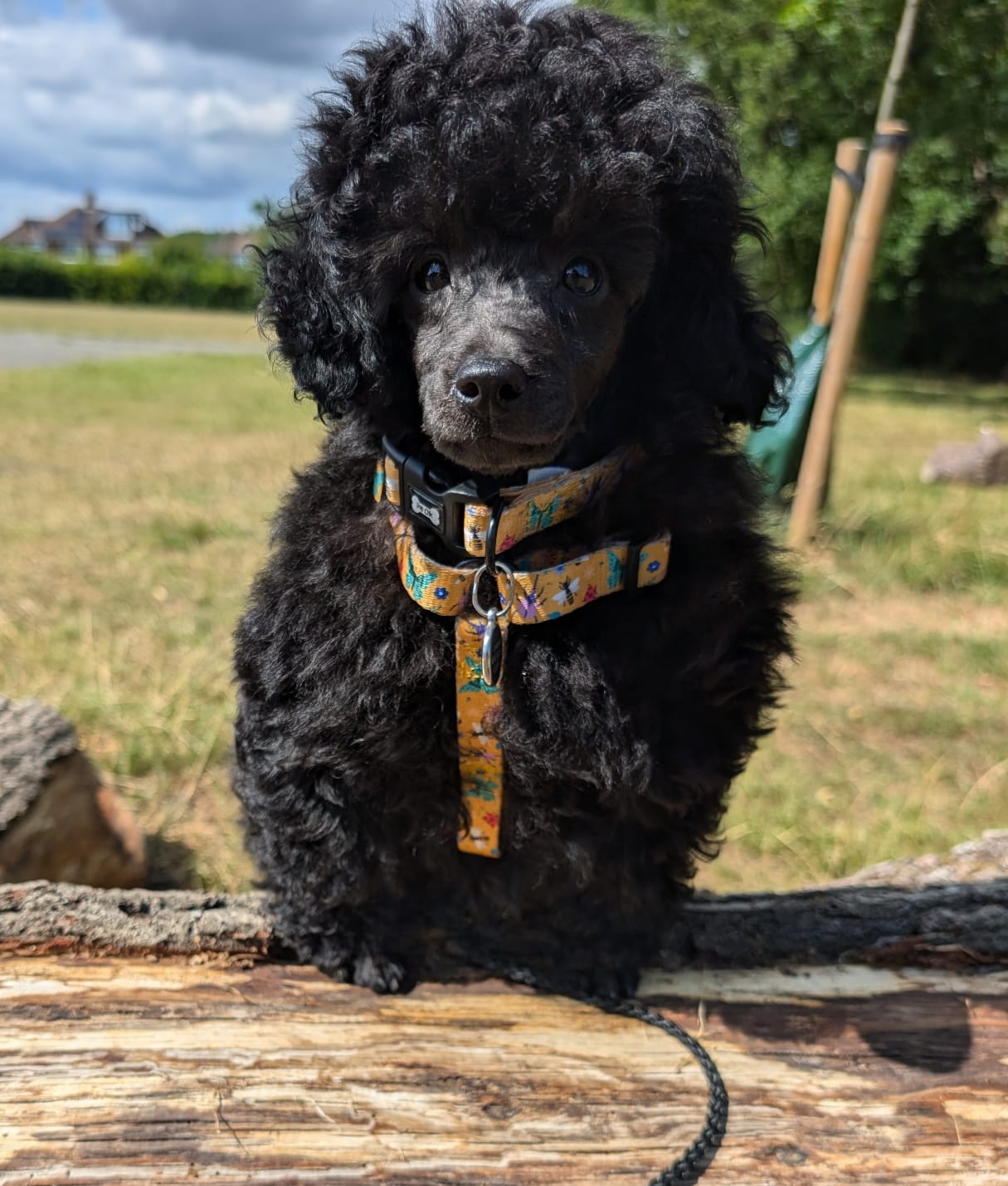 Summer Buzzin’ puppy, chihuahua, kitten, rabbit, teacup XXXS strap harness