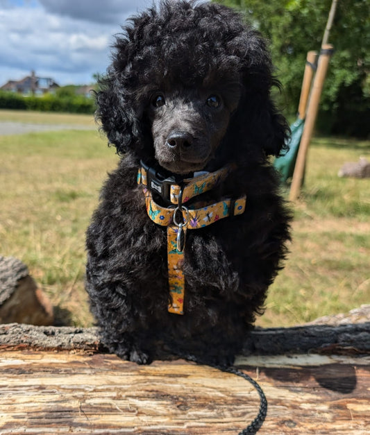 Summer Buzzin’ puppy, chihuahua, kitten, rabbit, teacup XXXS strap harness