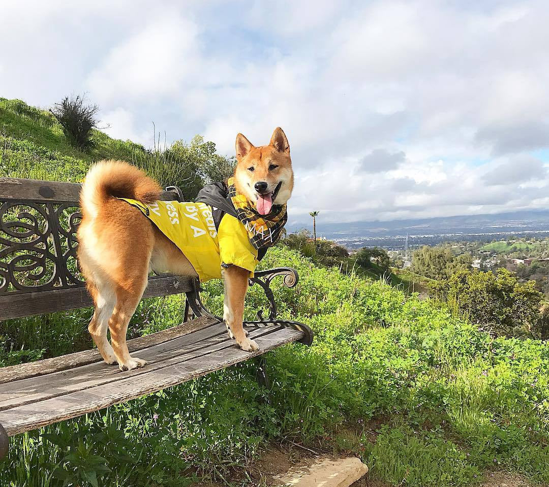 Dog Rain Jacket for Large Pets