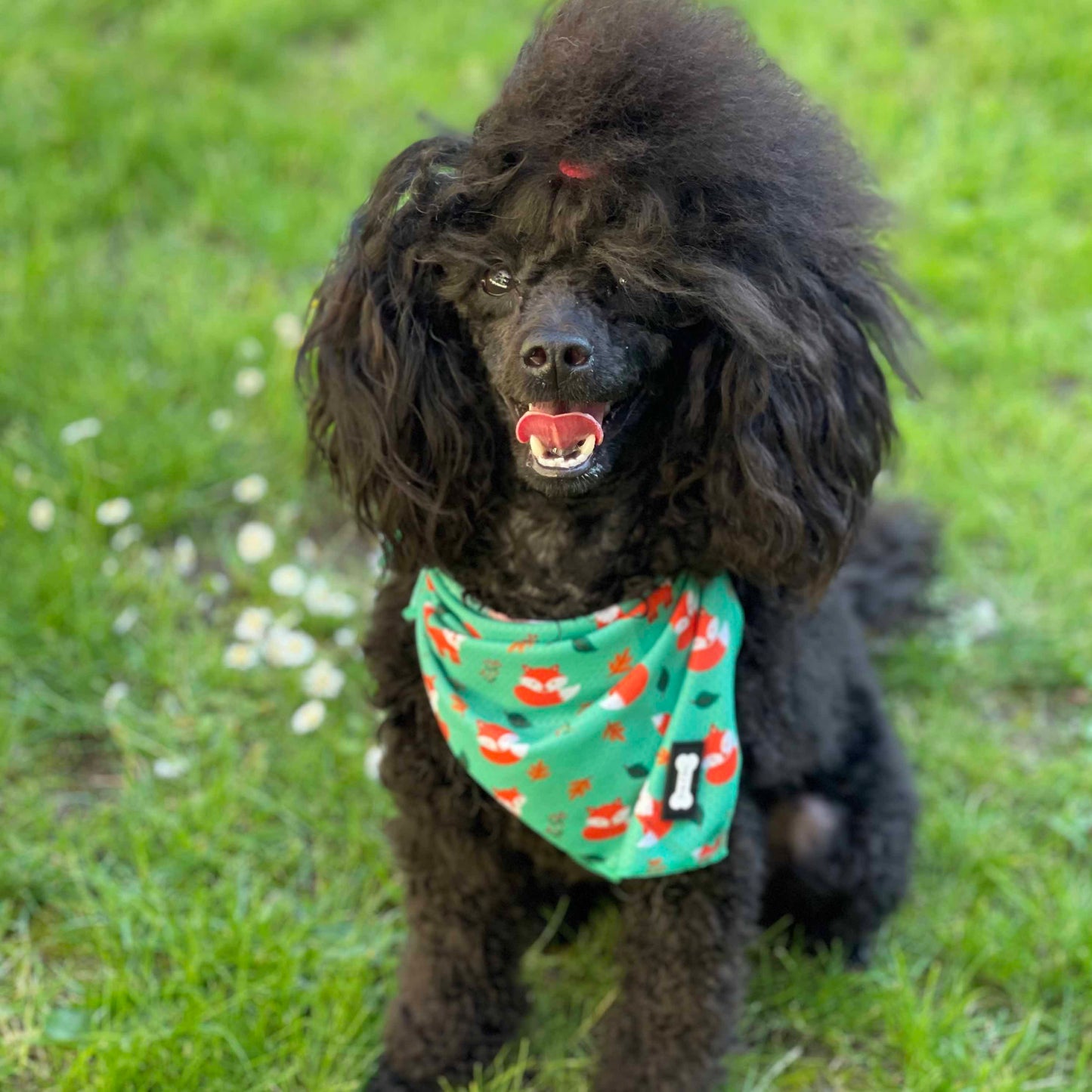 Inquisitive Fox Cooling Bandana