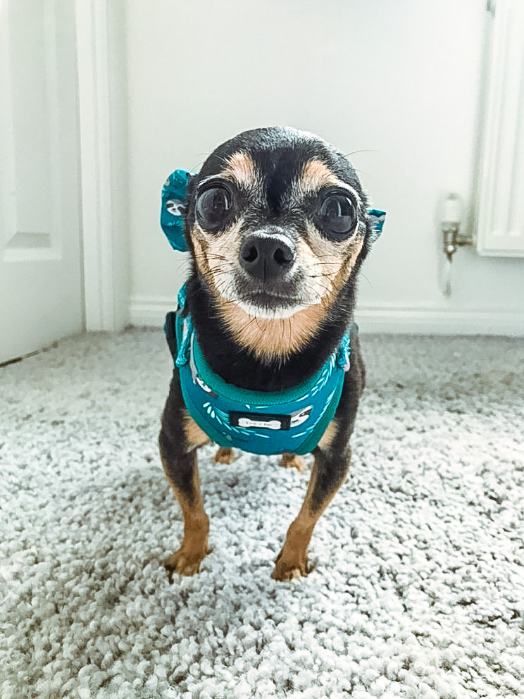 Lazy Sloth Puppy Harness – XXS Size for Tiny Breeds 🦥💚